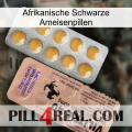 African Black Ant Pills 41